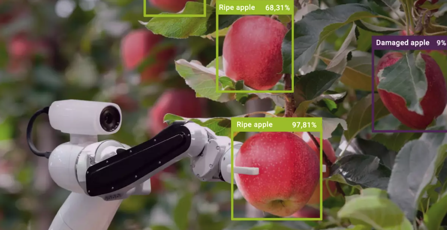 采摘机器人正在查看并采摘苹果